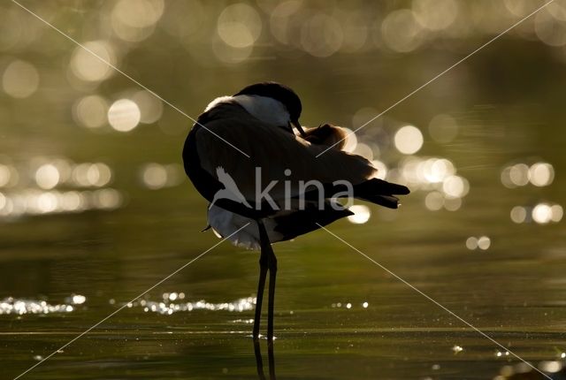 Spur-winged Plover (Vanellus spinosus)