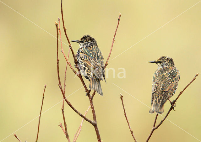 European Starling (Sturnus vulgaris)