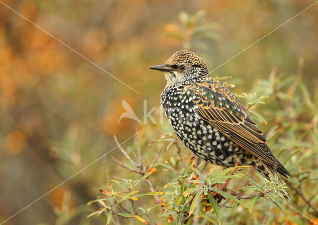 European Starling (Sturnus vulgaris)