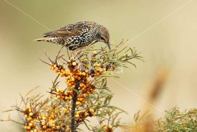 Spreeuw (Sturnus vulgaris)