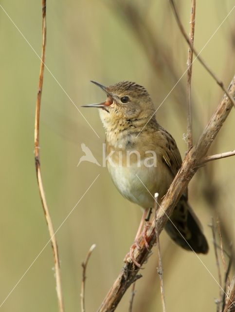 Grasshopper Warbler (Locustella naevia)