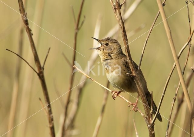 Grasshopper Warbler (Locustella naevia)