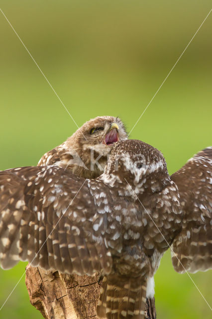 Little Owl (Athene noctua)