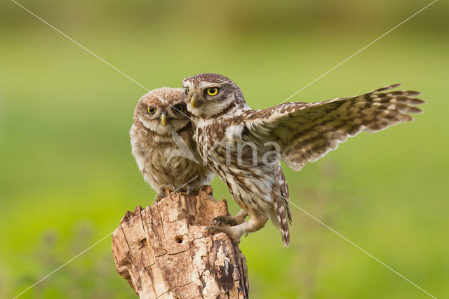 Little Owl (Athene noctua)