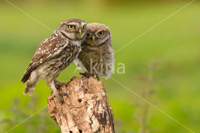 Little Owl (Athene noctua)