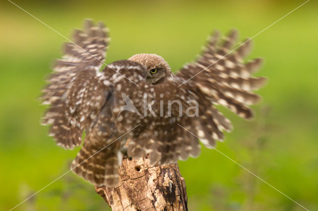 Little Owl (Athene noctua)