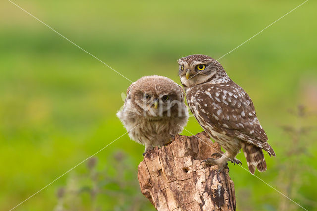 Little Owl (Athene noctua)