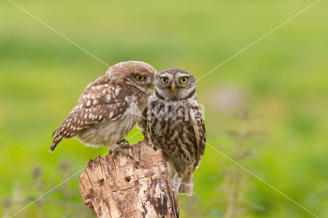 Little Owl (Athene noctua)