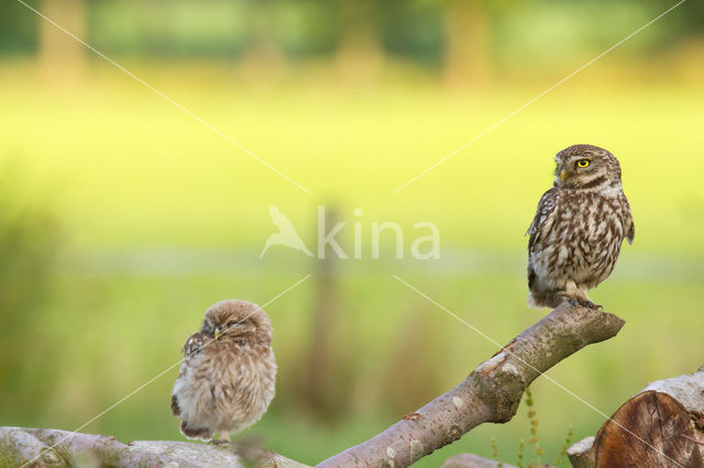 Little Owl (Athene noctua)