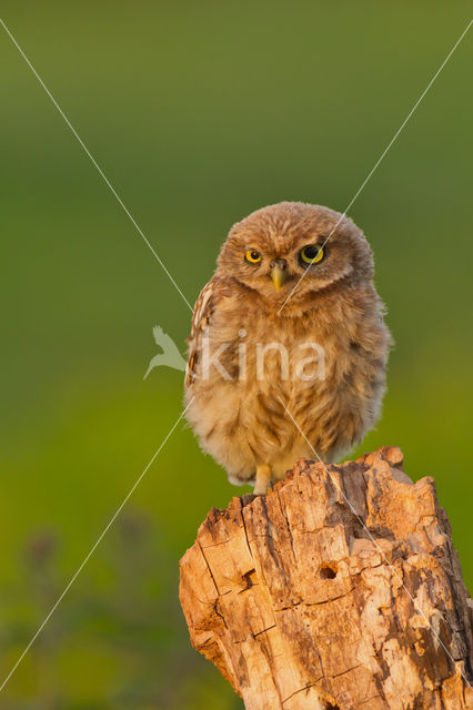 Little Owl (Athene noctua)