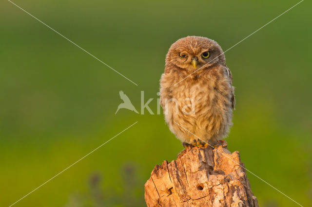 Little Owl (Athene noctua)