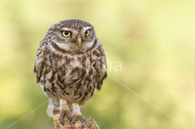 Little Owl (Athene noctua)