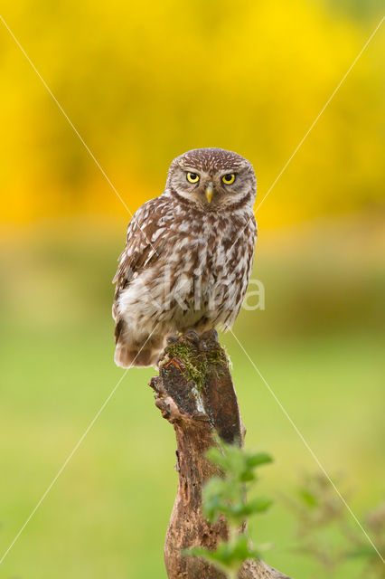 Little Owl (Athene noctua)