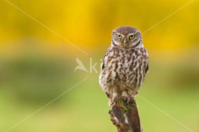 Little Owl (Athene noctua)