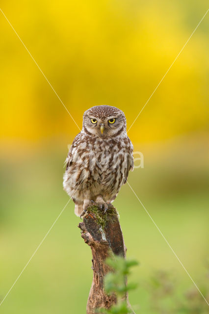 Little Owl (Athene noctua)