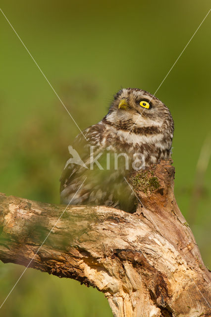 Little Owl (Athene noctua)