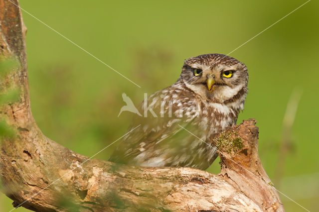 Little Owl (Athene noctua)