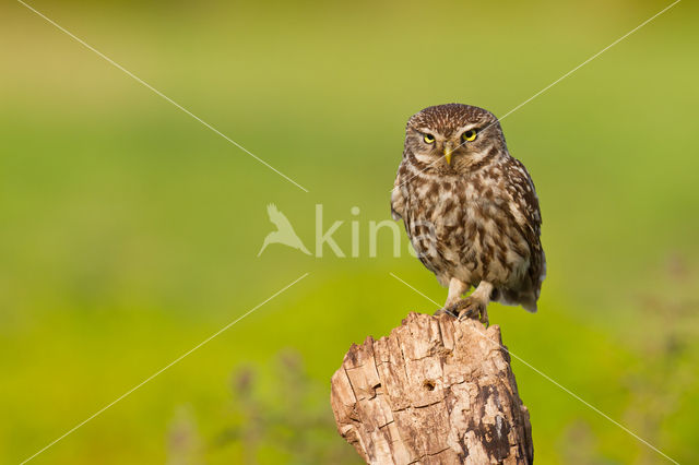 Little Owl (Athene noctua)