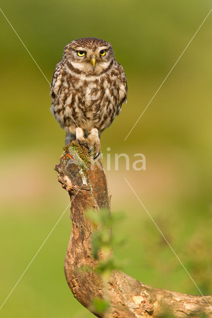 Little Owl (Athene noctua)