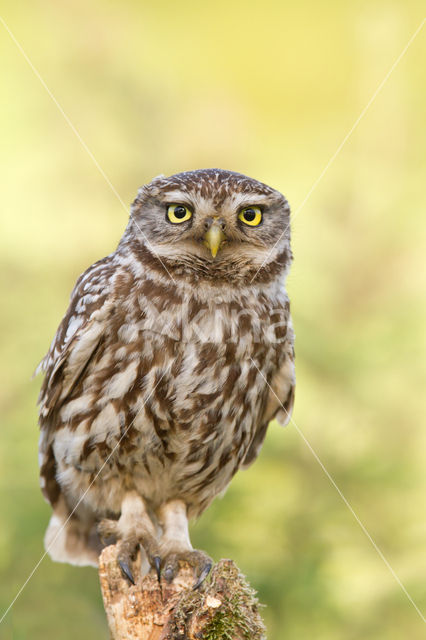 Little Owl (Athene noctua)