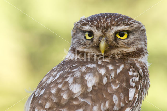 Little Owl (Athene noctua)