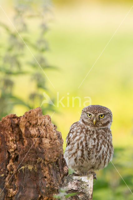 Little Owl (Athene noctua)