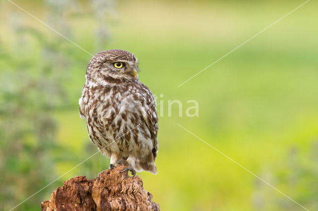 Little Owl (Athene noctua)