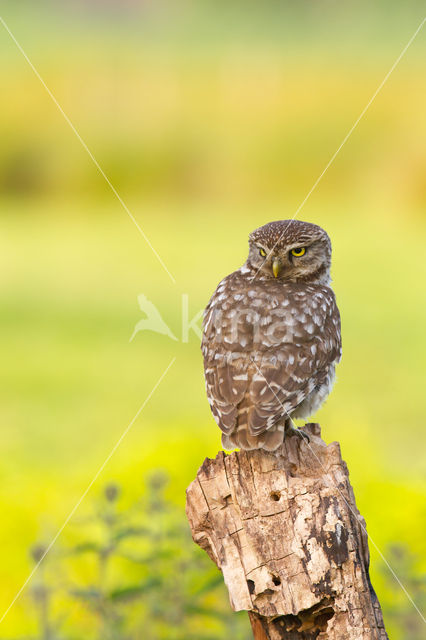 Little Owl (Athene noctua)