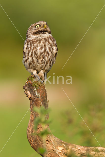 Little Owl (Athene noctua)