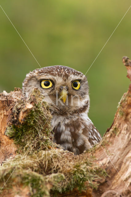 Little Owl (Athene noctua)