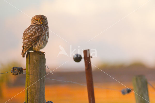 Little Owl (Athene noctua)