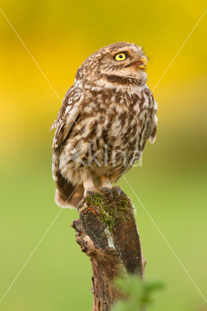 Little Owl (Athene noctua)