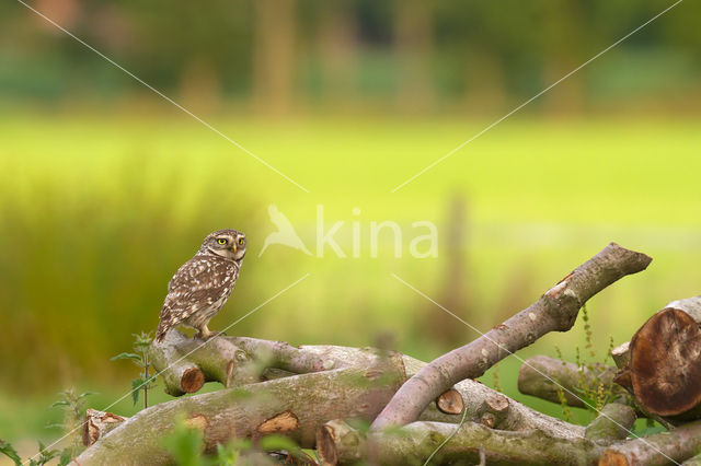 Little Owl (Athene noctua)