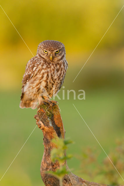 Little Owl (Athene noctua)