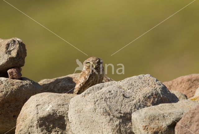 Little Owl (Athene noctua)