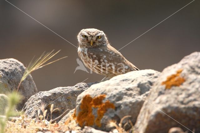 Little Owl (Athene noctua)