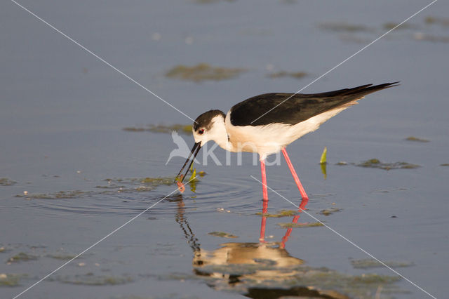 Steltkluut (Himantopus himantopus)