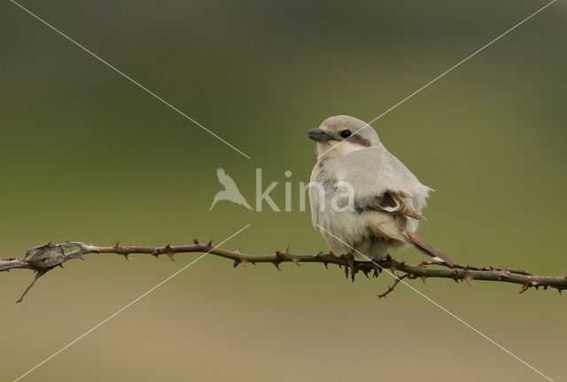 Steppe Grey Shrike (Lanius pallidirostris)