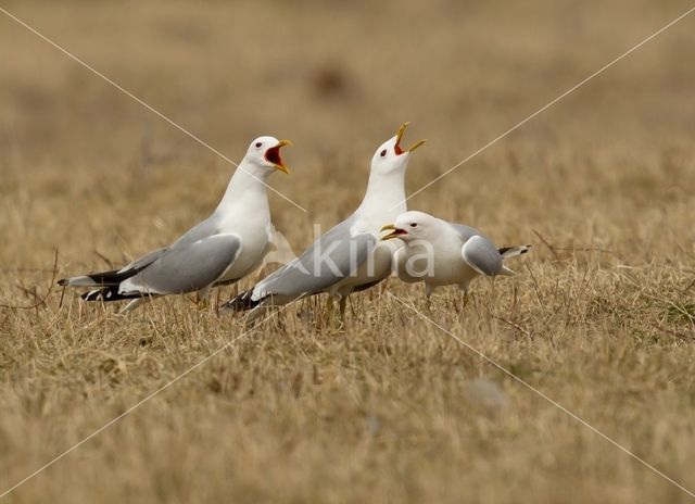 Stormmeeuw (Larus canus)