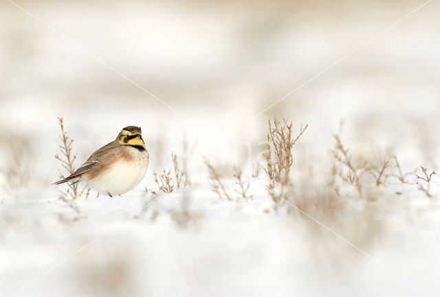 Shore Lark (Eremophila alpestris)