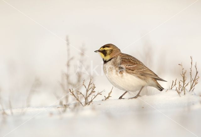 Shore Lark (Eremophila alpestris)