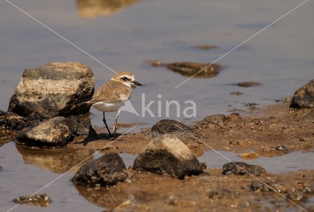 Kentish Plover (Charadrius alexandrinus)