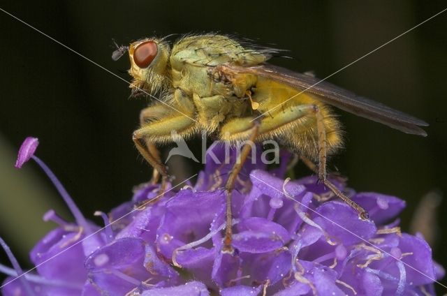 yellow dung fly (Scathophaga stercoraria)