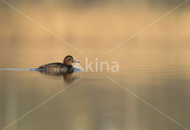 Pochard (Aythya ferina)