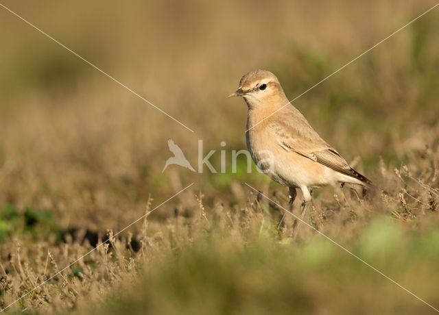 Isabelline Wheatear (Oenanthe isabellina)