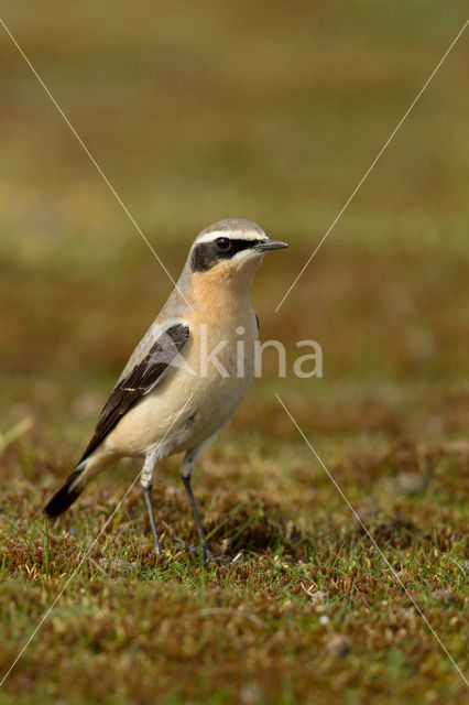 Northern Wheatear (Oenanthe oenanthe)