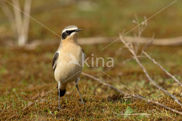 Northern Wheatear (Oenanthe oenanthe)