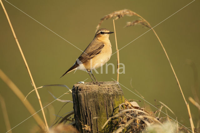 Northern Wheatear (Oenanthe oenanthe)