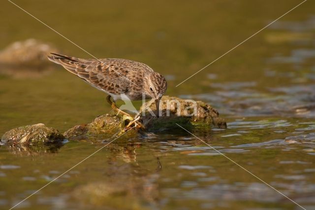 Temminck's Stint (Calidris temminckii)