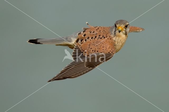 Common Kestrel (Falco tinnunculus)